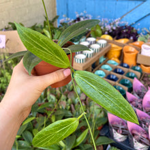 Load image into Gallery viewer, Hoya Soligamiana