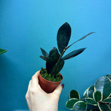 Load image into Gallery viewer, Zamioculcas Zamifolia 'Raven' Propagation Pot