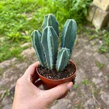 Load image into Gallery viewer, Mystery Medium Cactus Mix