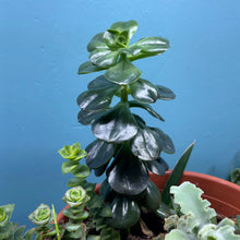 Load image into Gallery viewer, Propagation Bundle Tub - Succulent Mega Mix!