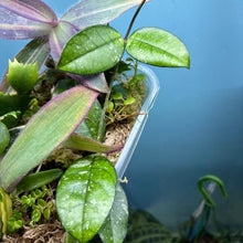 Load image into Gallery viewer, Propagation Bundle Tub 86 - Hoya, Tradescantia, Peperomia, Pilea, Schlumbergera & Hoya