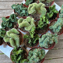 Load image into Gallery viewer, Euphorbia Enopla F. Cristata