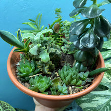 Load image into Gallery viewer, Propagation Bundle Tub - Succulent Mega Mix!