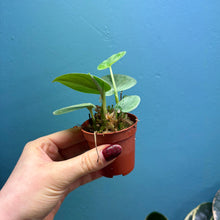 Load image into Gallery viewer, Scindapsus 'Silvery Ann' Baby Plant