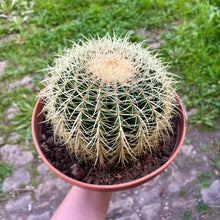 Load image into Gallery viewer, Echinocactus Grusonii 'Golden Barrel Cactus'