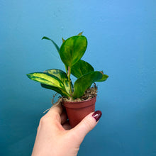 Load image into Gallery viewer, Hoya Australis Lisa Propagation Pot