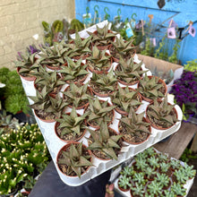 Load image into Gallery viewer, Haworthia Tessellata