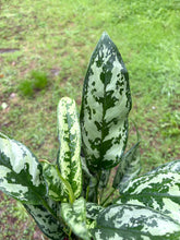 Load image into Gallery viewer, Aglaonema 'Maria' (Chinese Evergreen)