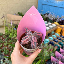 Load image into Gallery viewer, Kalanchoe Tubiflora 'Pink Butterfly'