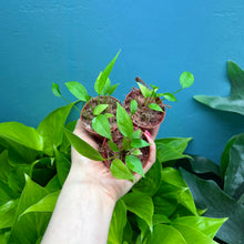 Load image into Gallery viewer, Anthurium Gracile Seedlings