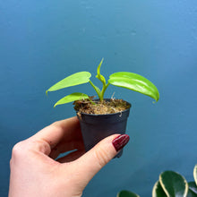Load image into Gallery viewer, Philodendron Bipennifolium 'Golden Violin’