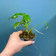 Load image into Gallery viewer, Philodendron 'Burle Marx'