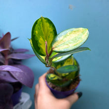 Load image into Gallery viewer, Hoya Australis Lisa Propagation Pot