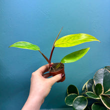 Load image into Gallery viewer, Philodendron 'Painted Lady' A