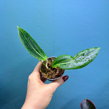 Load image into Gallery viewer, Hoya Soligamiana Propagation Pot