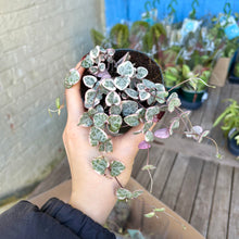 Load image into Gallery viewer, Variegated Ceropegia Woodii 'String Of Hearts'