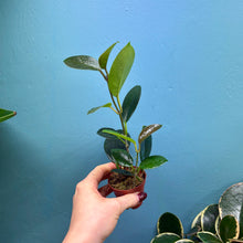 Load image into Gallery viewer, Hoya Australis Propagation Pot A