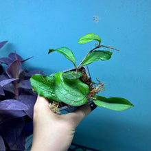 Load image into Gallery viewer, Hoya Erythrina