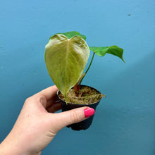 Load image into Gallery viewer, Philodendron Lynamii
