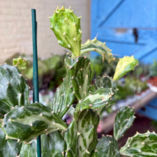 Load image into Gallery viewer, Opuntia Jamaicensis 'Ghost'