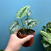 Load image into Gallery viewer, Scindapsus 'Trebie' Rooted Cuttings