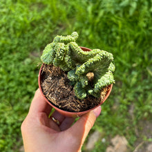 Load image into Gallery viewer, Euphorbia Enopla F. Cristata