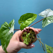 Load image into Gallery viewer, Syngonium Podophyllum Albo Variegata Propagation Pot