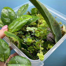 Load image into Gallery viewer, Propagation Bundle Tub 85 - Hoya, Peperomia, Pilea, Schlumbergera & Hoya
