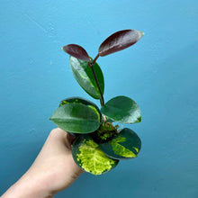 Load image into Gallery viewer, Hoya Australis Propagation Pot