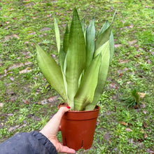 Load image into Gallery viewer, Sansevieria Trifasciata 'Snake Plant' Moonshine