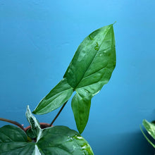 Load image into Gallery viewer, Syngonium Podophyllum Albo Variegata Propagation Pot