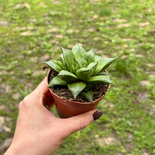 Load image into Gallery viewer, Haworthia Cymbiformis