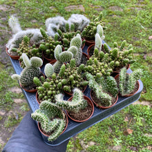 Load image into Gallery viewer, Opuntia Cylindrica Cristata 'Brain Cactus'