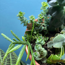 Load image into Gallery viewer, Propagation Bundle Tub - Succulent Mega Mix!