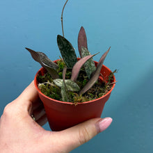 Load image into Gallery viewer, Hoya Sigitalis Propagation Pot