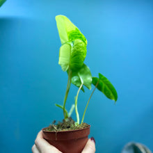 Load image into Gallery viewer, Philodendron 'Burle Marx' Variegated Rooted Cutting