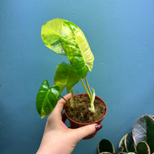 Load image into Gallery viewer, Philodendron 'Burle Marx' Variegated Rooted Cutting
