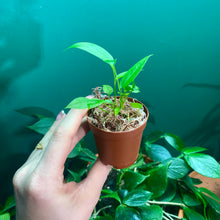 Load image into Gallery viewer, Anthurium Gracile Seedlings