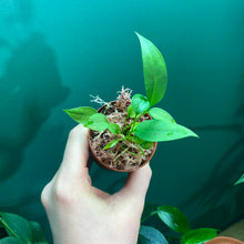 Load image into Gallery viewer, Anthurium Gracile Seedlings