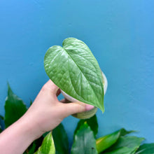 Load image into Gallery viewer, Amydrium Medium Silver Rooted Cutting