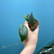 Load image into Gallery viewer, Baby Hoya Caudata Sumatra