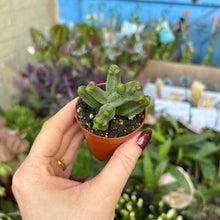 Load image into Gallery viewer, Crassula Pyramidalis