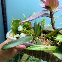Load image into Gallery viewer, Propagation Bundle Tub 86 - Hoya, Tradescantia, Peperomia, Pilea, Schlumbergera & Hoya