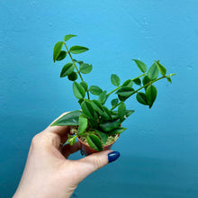 Load image into Gallery viewer, Hoya Bella