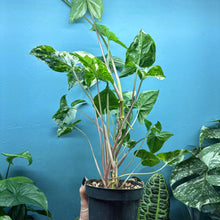 Load image into Gallery viewer, Syngonium Podophyllum Albo Variegata