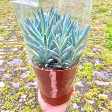 Load image into Gallery viewer, Curio Ficoides 'Mount Everest' (Skyscraper Senecio)