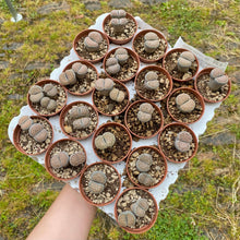 Load image into Gallery viewer, Baby Lithops 'Living Stones'