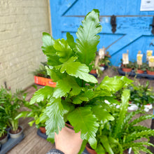 Load image into Gallery viewer, Asplenium Nidus 'Campio' - Bird's Nest Fern
