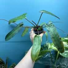 Load image into Gallery viewer, Philodendron Atabapoense