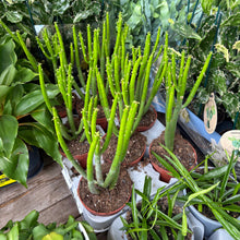 Load image into Gallery viewer, Euphorbia Alluaudii 'Cat Tail'